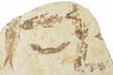 Fossil Fish (Knightia) Mortality Plate - Wyoming #339061-1